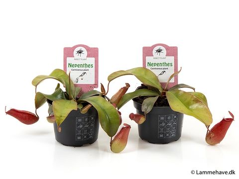 Nepenthes 'Bloody Mary'