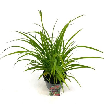 Hemerocallis 'Sammy Russell'