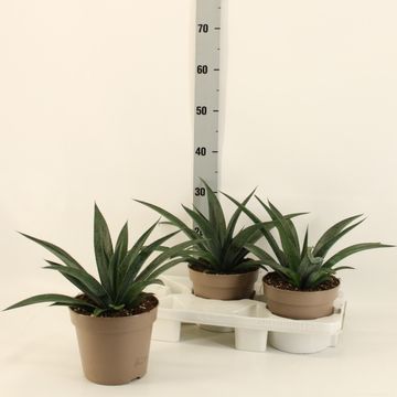 x Mangave 'Pineapple Express'