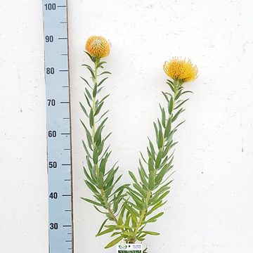 Leucospermum cordifolium 'Ayoba Peach'