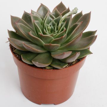 Echeveria agavoides