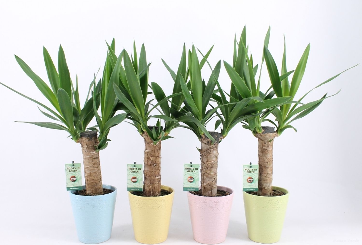 Yucca Elephantipes Leveransvaxter 1