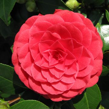 Camellia japonica MIX