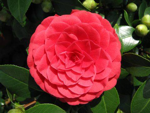 Camellia japonica MIX