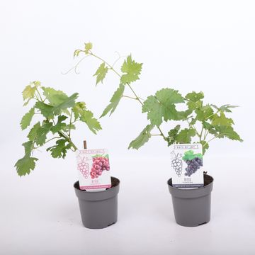 Vitis MIX