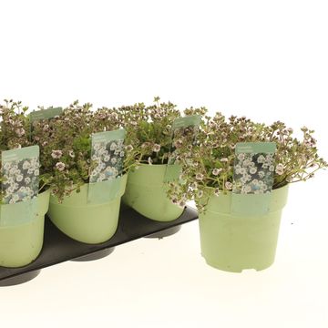 Gypsophila cerastoides 'Plena White'