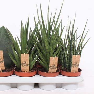 Sansevieria MIX