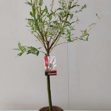 Salix integra 'Flamingo'