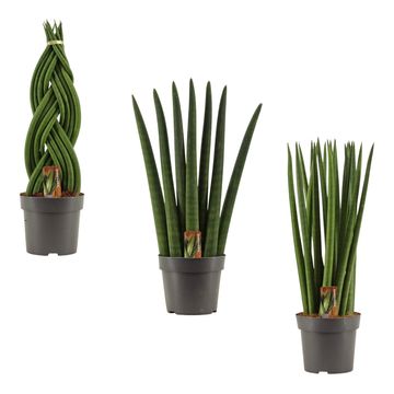 Sansevieria cylindrica MIX