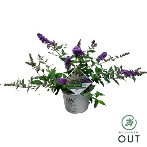 Buddleja 'Blue Chip'