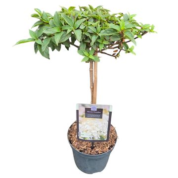 Hydrangea paniculata 'Polar Bear'