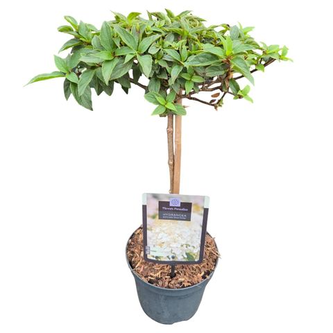 Hydrangea paniculata 'Polar Bear'