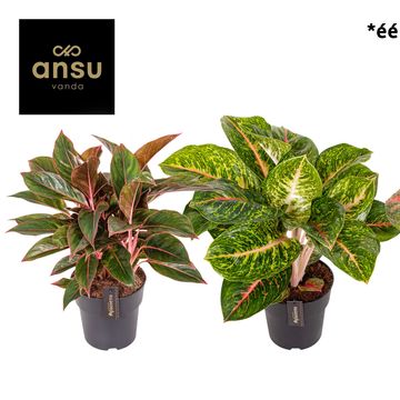 Aglaonema 'Red Surprise'