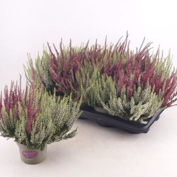 Calluna vulgaris GARDEN GIRLS MIX IN POT TWIN