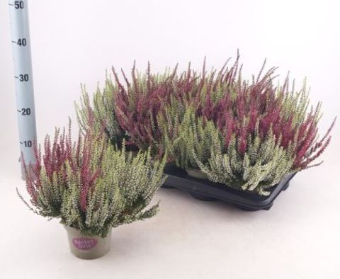 Calluna vulgaris GARDEN GIRLS MIX IN POT TWIN