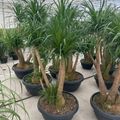 Beaucarnea recurvata
