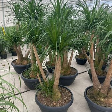 Beaucarnea recurvata