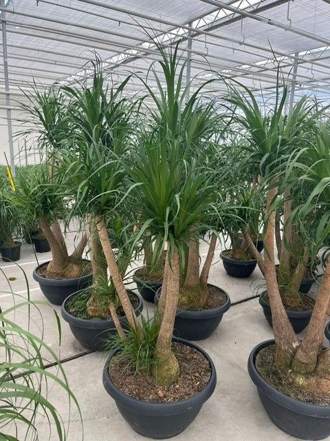 Beaucarnea recurvata