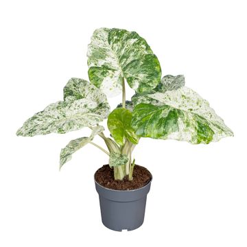 Alocasia macrorrhizos 'Splash'