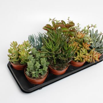 Succulente MIX