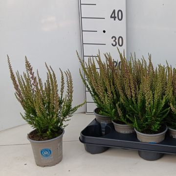 Calluna vulgaris BEAUTY LADIES STEFFI