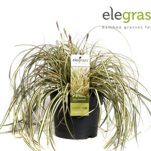 Carex oshimensis 'Evergold' (Hoogeveen Plants)
