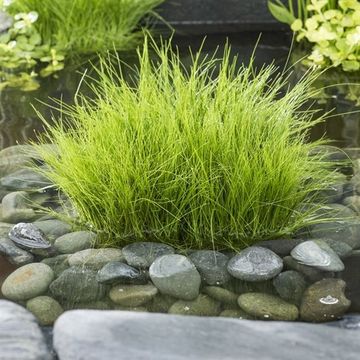 Eleocharis acicularis