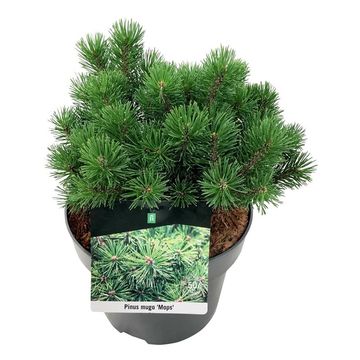 Pinus mugo 'Mops'