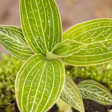 Macodes petola 'Spidy Green'