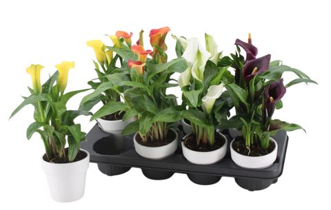 Zantedeschia MIX