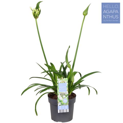 Agapanthus EVERPANTHUS SPARKLE