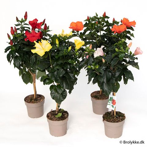 Hibiscus rosa-sinensis MIX