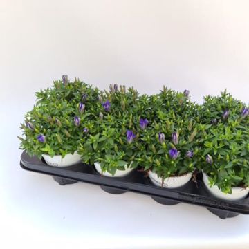 Gentiana scabra 'Big Blue'