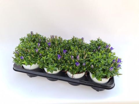 Gentiana scabra 'Big Blue'