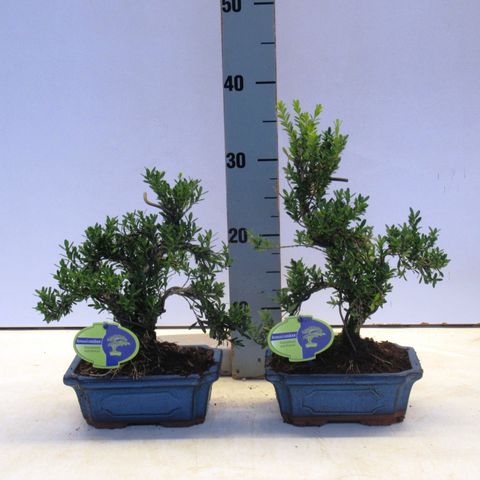 Buxus harlandii