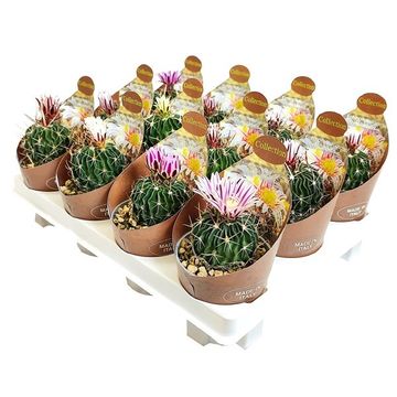 Echinofossulocactus multicostatus