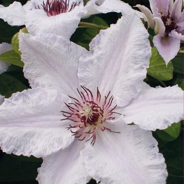 Clematis 'Snow Queen' (EL)