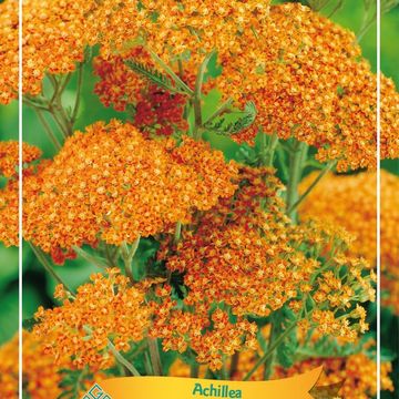 Achillea 'Terracotta'