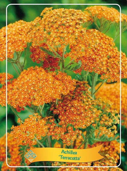 Achillea 'Terracotta'