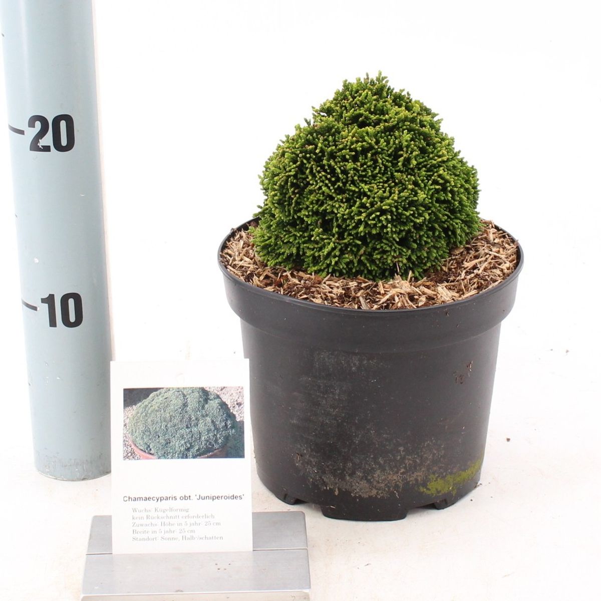 Chamaecyparis Obtusa Juniperoides Plant Wholesale Floraccess