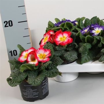 Primula MIX