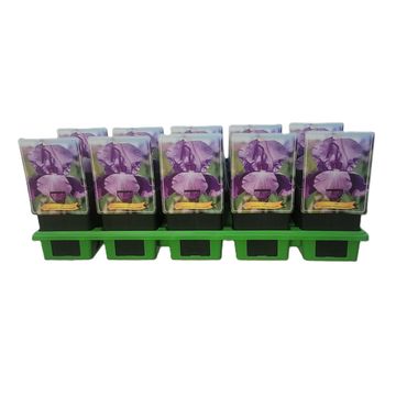 Iris 'Perfume Counter'