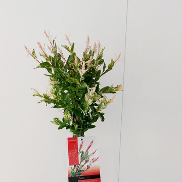 Salix integra 'Flamingo'