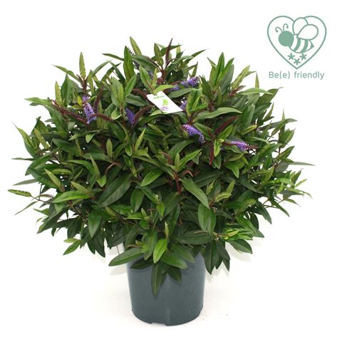 Hebe HEBEGRANDA BLUE