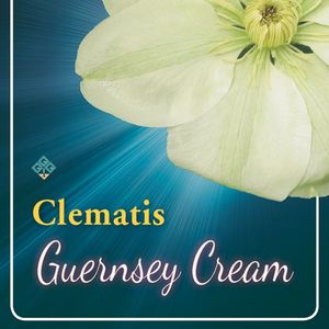 Clematis LARGE-FLOWERING MIX (Griffioen, Gebr.)