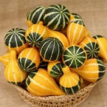 Cucurbita pepo 'Koshare Spoon'