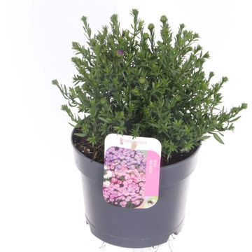 Aster ALPHA DARK PURPLE LAUNCH