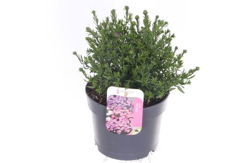 Aster ALPHA DARK PURPLE LAUNCH