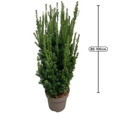 Taxus x media 'Hillii'