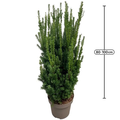 Taxus x media 'Hillii'